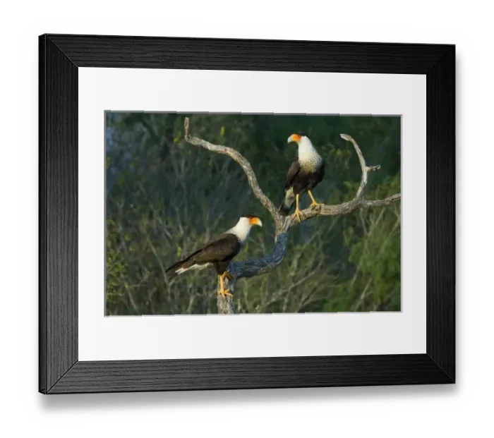 Framed Print : USA, Texas, Rio Grande Valley, Starr County. Crested caracara pair on dead snag