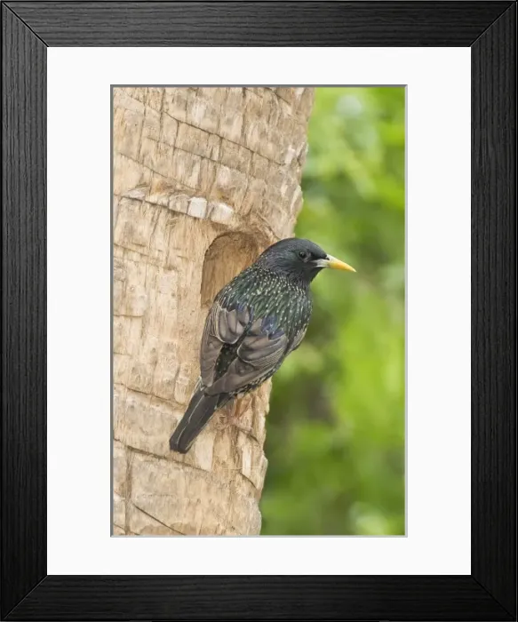 Framed Print : USA, North America, Texas