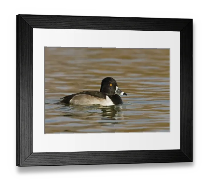 Framed Print : Ring-necked Duck (Aythya collaris) adult, male in deep pond, winter, New Mexico, USA Framed Print : Ring-necked Duck (Aythya collaris) adult, male in deep pond, winter, New Mexico, USA