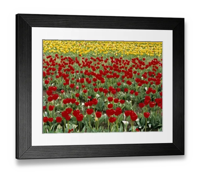 Framed Print : USA, Oregon, Willamette Valley. Colorful red and yellow tulips fill the fields in