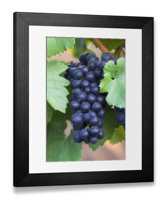Framed Print : NA; USA; Oregon; Willamette Valley; Pinot Noir; Grapes (selective focus)