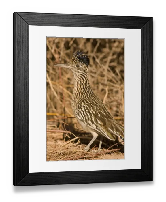 Framed Print : USA, North America, New Mexico Framed Print : USA, North America, New Mexico