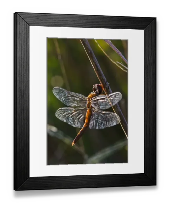 Framed Print : USA, North America, Texas Framed Print : USA, North America, Texas