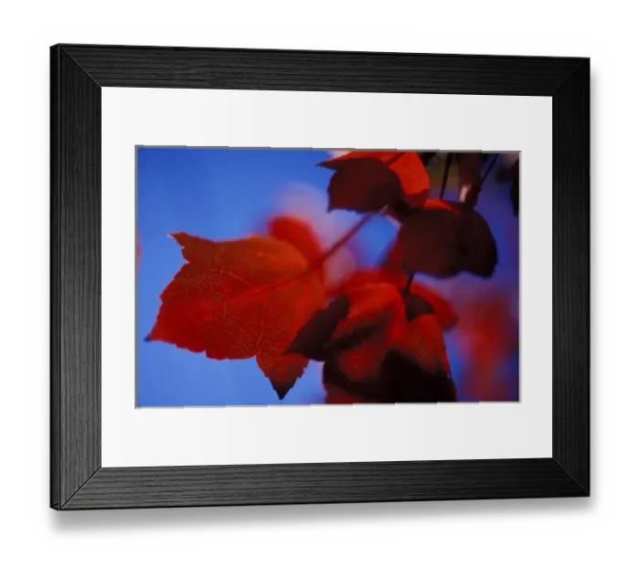 Framed Print : North America, USA, Rhode Island, Providence. Autumn leaves