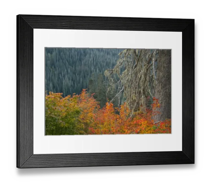 Framed Print : USA, Washington, Mount Baker Wilderness. Scenic view from the Tomyhoi Lake Trail Framed Print : USA, Washington, Mount Baker Wilderness. Scenic view from the Tomyhoi Lake Trail