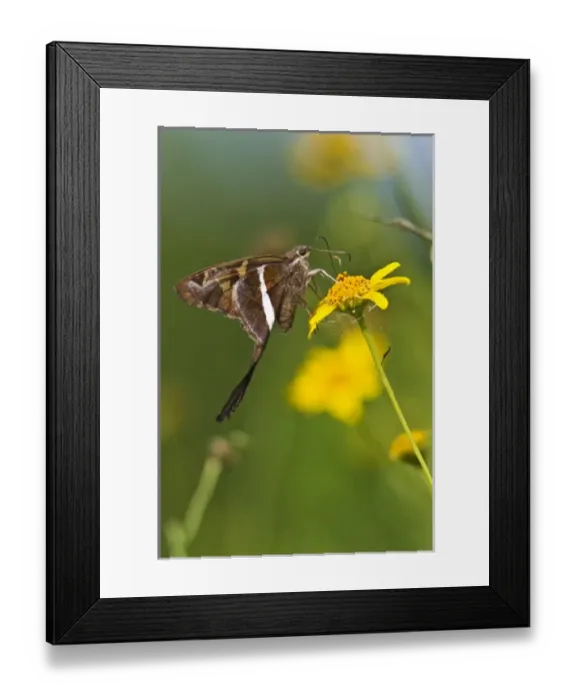 Framed Print : USA, North America, Texas Framed Print : USA, North America, Texas