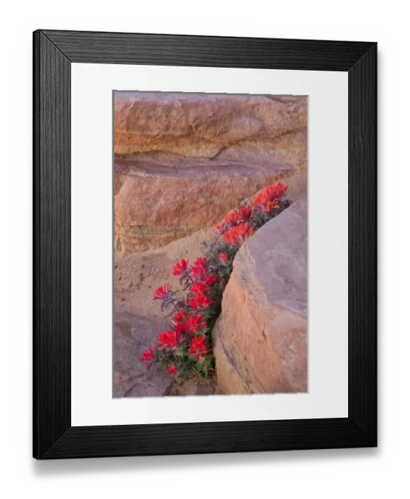 Framed Print : Indian Paintbrush flowers in sandstone formation at Zion National Park in Utah Framed Print : Indian Paintbrush flowers in sandstone formation at Zion National Park in Utah