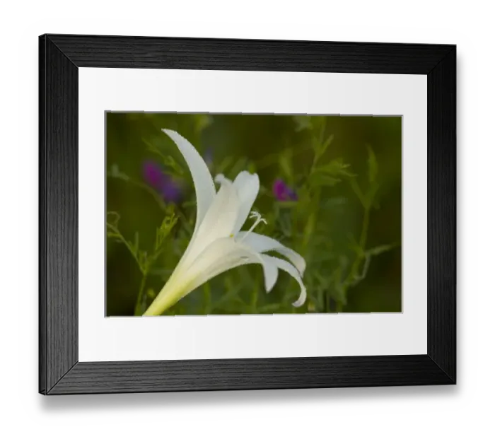Framed Print : United States; South Carolina; Moncks Corner, Cypress Gardens, white lily with dew