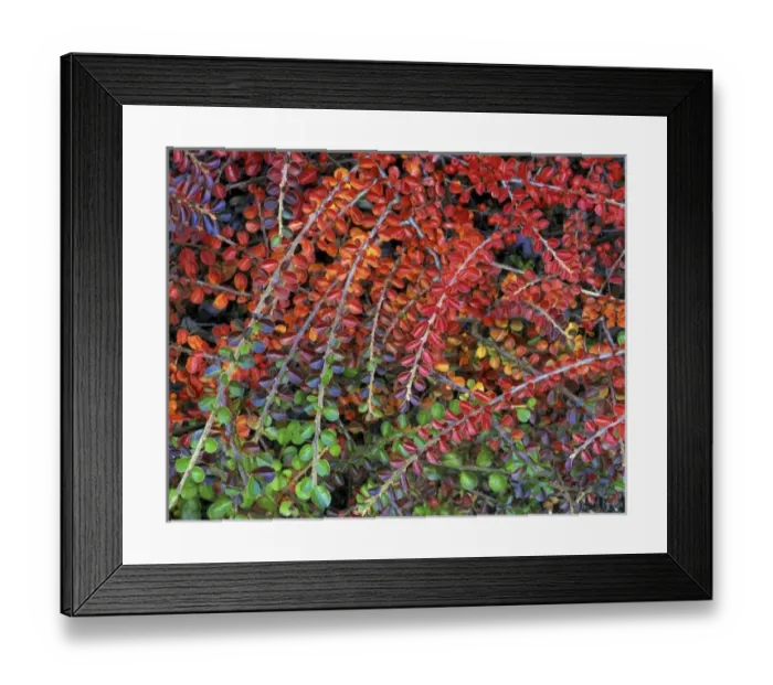 Framed Print : USA, Oregon, Multnomah County, Fall-colored leaves of cotoneaster plant Framed Print : USA, Oregon, Multnomah County, Fall-colored leaves of cotoneaster plant