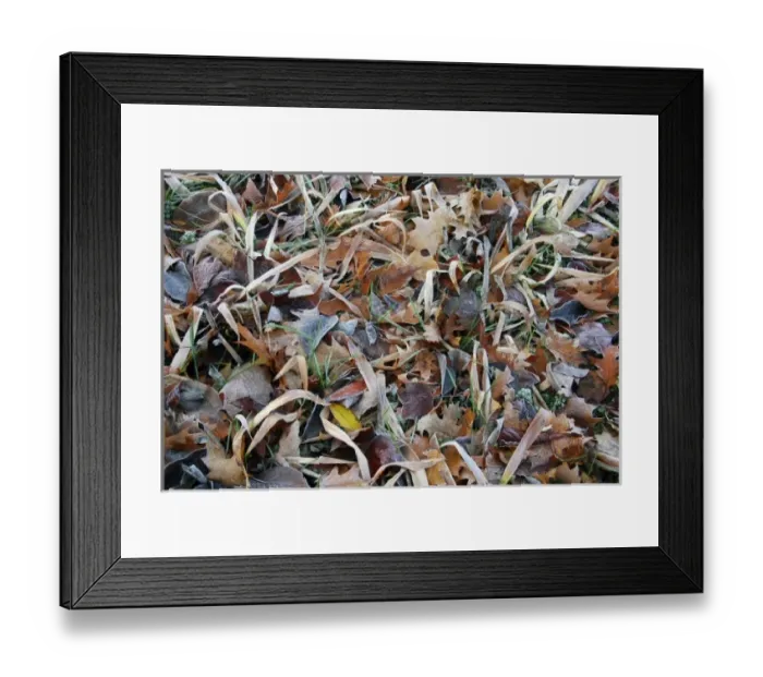 Framed Print : USA, Oregon, Portland. Morning frost on fallen leaves in field Framed Print : USA, Oregon, Portland. Morning frost on fallen leaves in field