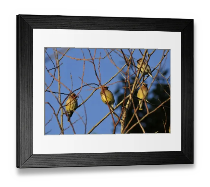 Framed Print : USA, Oregon, Portland. Cedar waxwing on tree branch Framed Print : USA, Oregon, Portland. Cedar waxwing on tree branch