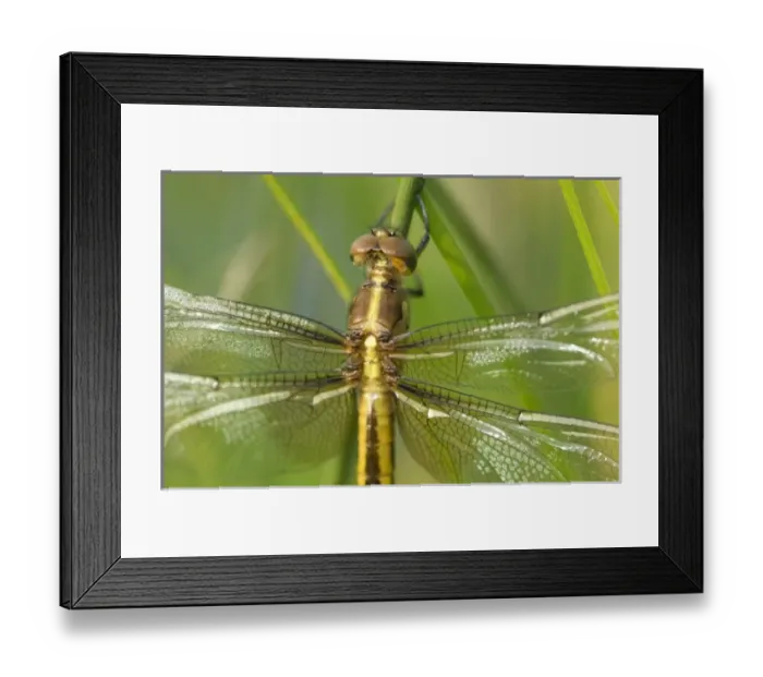 Framed Print : Widow (Libellula luctuosa) at a spring pont, Ithaca, NY, USA Framed Print : Widow (Libellula luctuosa) at a spring pont, Ithaca, NY, USA