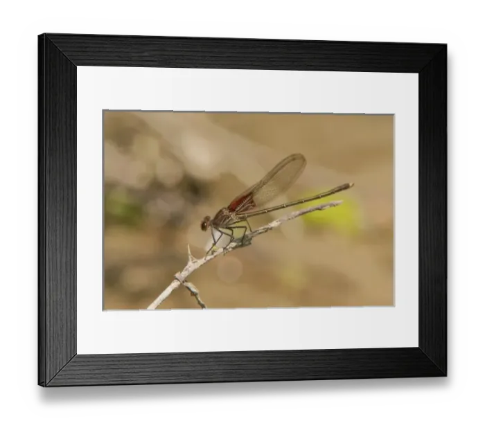 Framed Print : USA, North America, Texas Framed Print : USA, North America, Texas