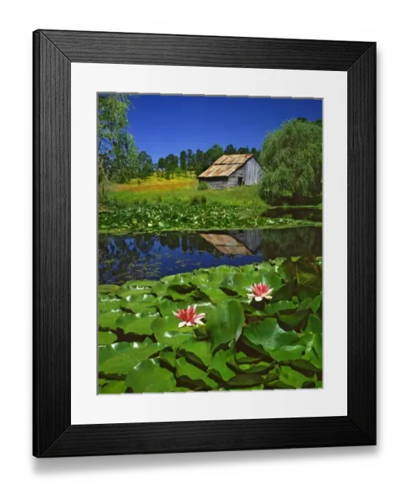 Framed Print : USA, Oregon, Polk County. Old barn reflecting in pond with water lilies Framed Print : USA, Oregon, Polk County. Old barn reflecting in pond with water lilies