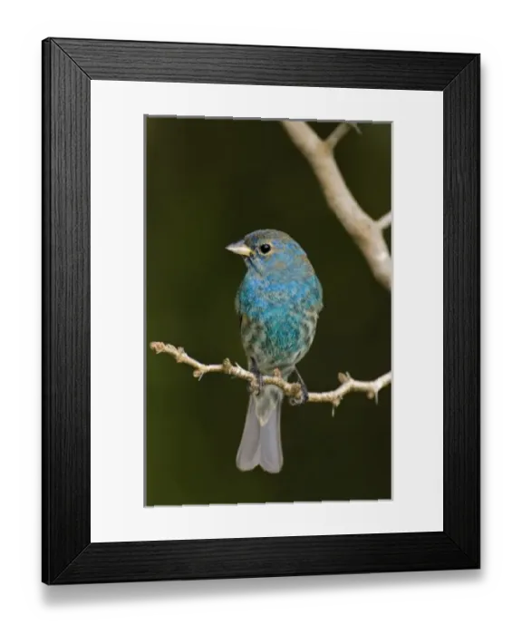 Framed Print : USA, Texas, South Padre Island. Indigo bunting juvenile male on branch Framed Print : USA, Texas, South Padre Island. Indigo bunting juvenile male on branch