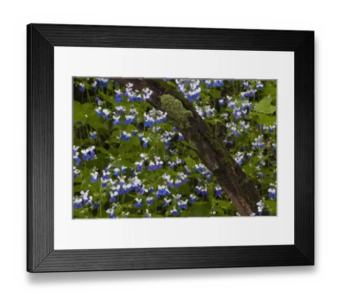 Framed Print : USA, Pennsylvania, Cedar Creek Framed Print : USA, Pennsylvania, Cedar Creek