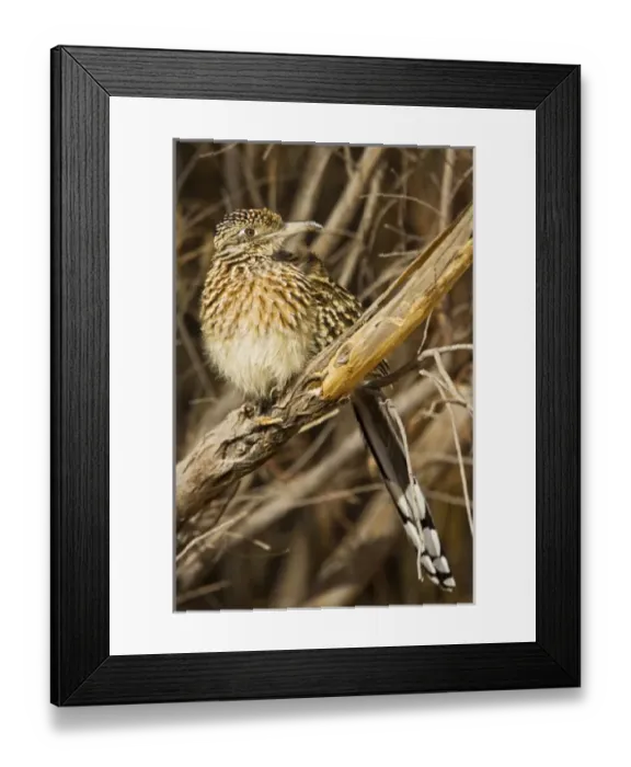 Framed Print : USA, North America, New Mexico