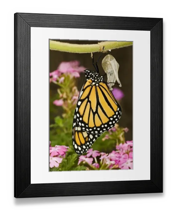 Framed Print : USA, North America, Texas Framed Print : USA, North America, Texas