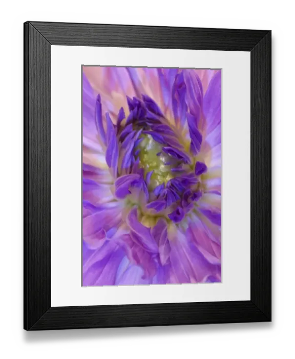 Framed Print : USA, Oregon, Swan Island, Purple dahlia Close-up Framed Print : USA, Oregon, Swan Island, Purple dahlia Close-up