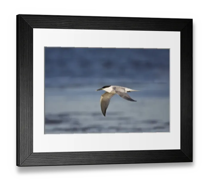 Framed Print : Sandwich Tern (Sterna sandvicensis) in flight, Laguna Madre, Texas, USA, spring