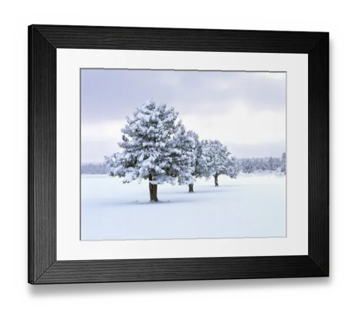 Framed Print : USA, Oregon, Bend. A winter storm dumps snow on a row of juniper trees near Bend Framed Print : USA, Oregon, Bend. A winter storm dumps snow on a row of juniper trees near Bend