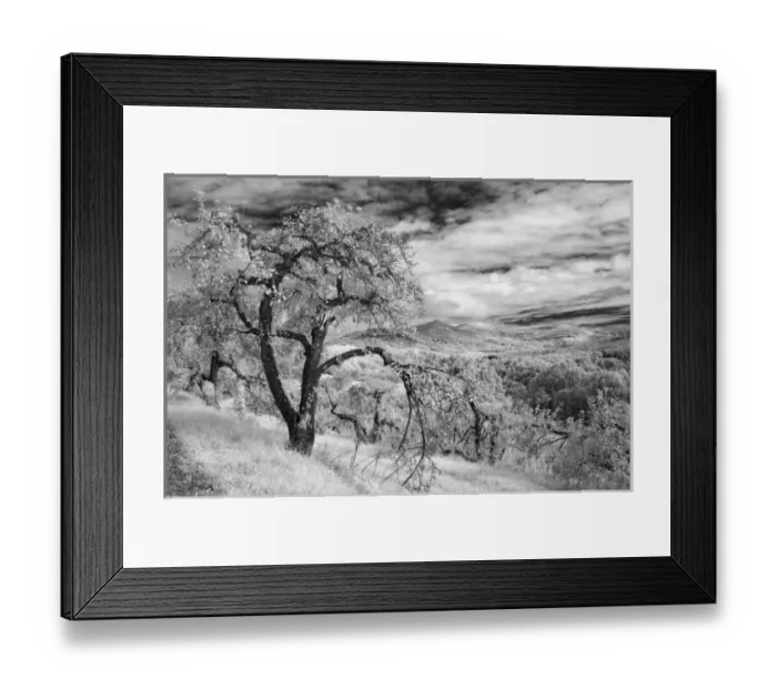 Framed Print : North America, USA, North Carolina, Blue Ridge Mountains, an old twisted apple tree Framed Print : North America, USA, North Carolina, Blue Ridge Mountains, an old twisted apple tree