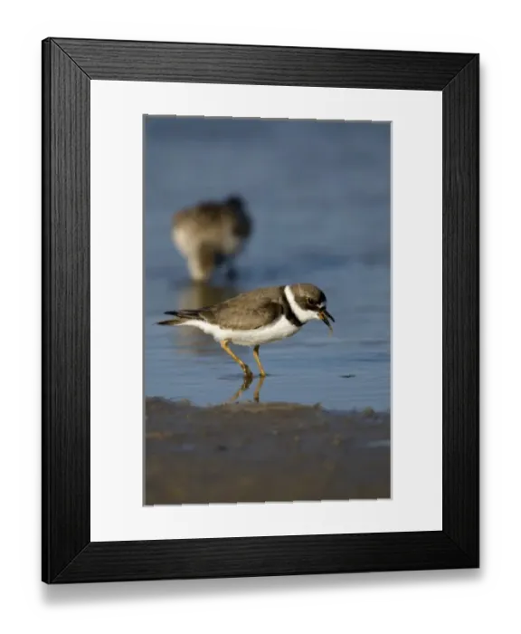 Framed Print : Semipalmated plover feeding on worms, Charadrius semipalmatus, Welder flats, Texas Framed Print : Semipalmated plover feeding on worms, Charadrius semipalmatus, Welder flats, Texas