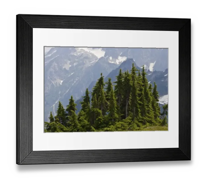 Framed Print : USA, Washington, North Cascades National Park, Cascade Pass. Mountain hemlock trees in wilderness