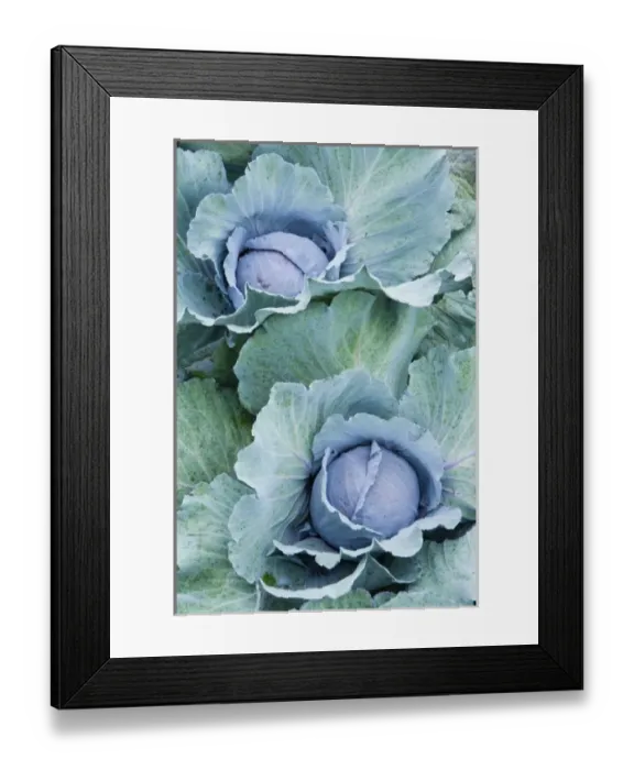 Framed Print : Organic cabbage grows at the Harlow Farm in Westminster, Vermont. Connecticut River Valley Framed Print : Organic cabbage grows at the Harlow Farm in Westminster, Vermont. Connecticut River Valley