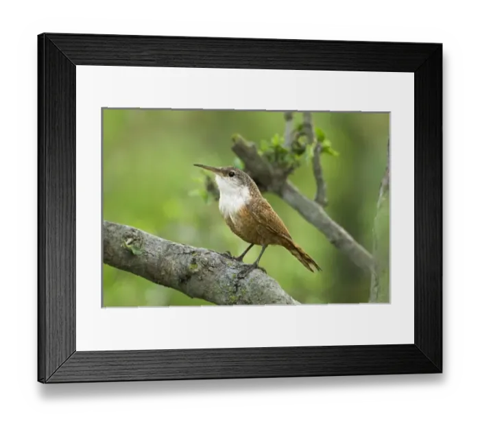 Framed Print : USA, North America, Texas Framed Print : USA, North America, Texas