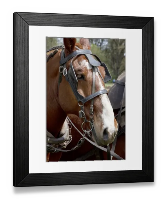 Framed Print : USA, North America, Oregon Framed Print : USA, North America, Oregon