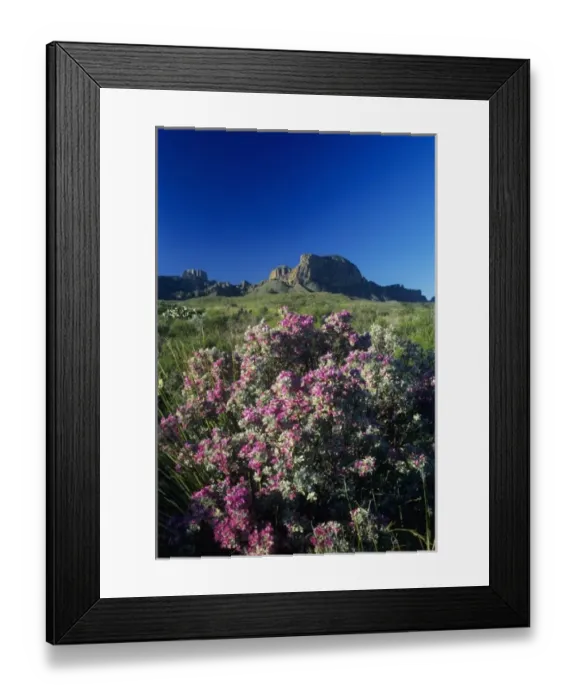 Framed Print : Texas Sage, Leucophyllum frutescens, Panther Junction, Big Bend National Park, Texas, USA Framed Print : Texas Sage, Leucophyllum frutescens, Panther Junction, Big Bend National Park, Texas, USA