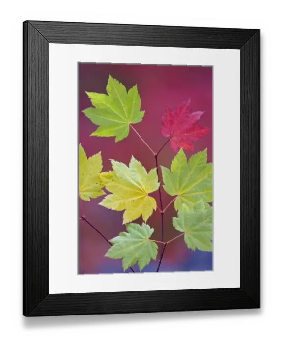 Framed Print : USA, North America, Oregon Framed Print : USA, North America, Oregon