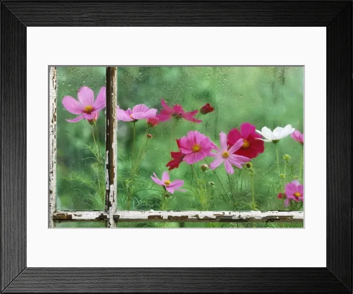 Framed Print : USA, Pennsylvania, Cosmos in Rainy Window