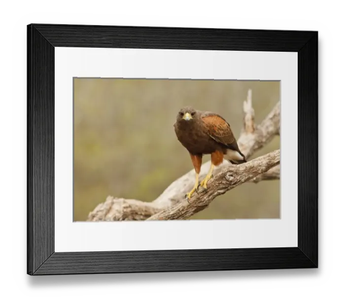 Framed Print : USA, North America, Texas Framed Print : USA, North America, Texas