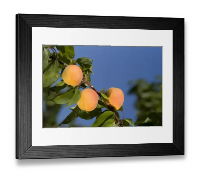 Framed Print : Ripe apricots grow on the tree in Oregon, USA Framed Print : Ripe apricots grow on the tree in Oregon, USA