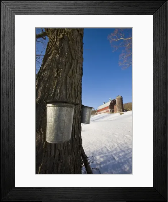 Framed Print : Sap buckets on maple trees on a farm in Pomfret, Vermont