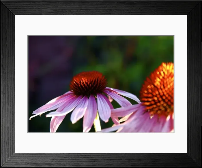 Framed Print : Santa Fe, New Mexico, USA. Purple echinecea coneflower plant Framed Print : Santa Fe, New Mexico, USA. Purple echinecea coneflower plant