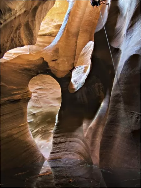 USA, Utah, Zion National Park. A female canyoneer rappels into the Golden Cathedral of Pine Creek