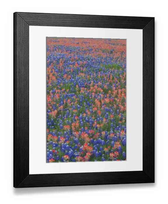 Framed Print : Field of Texas Blue Bonnets and Indian Paint Brush springtime Texas Hill Country Framed Print : Field of Texas Blue Bonnets and Indian Paint Brush springtime Texas Hill Country