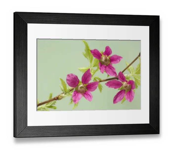 Framed Print : USA, Washington. Detail of salmonberry blossoms on branch in springtime Framed Print : USA, Washington. Detail of salmonberry blossoms on branch in springtime