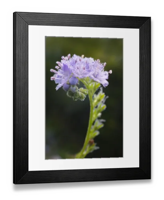 Framed Print : USA, North America, Tennessee Framed Print : USA, North America, Tennessee