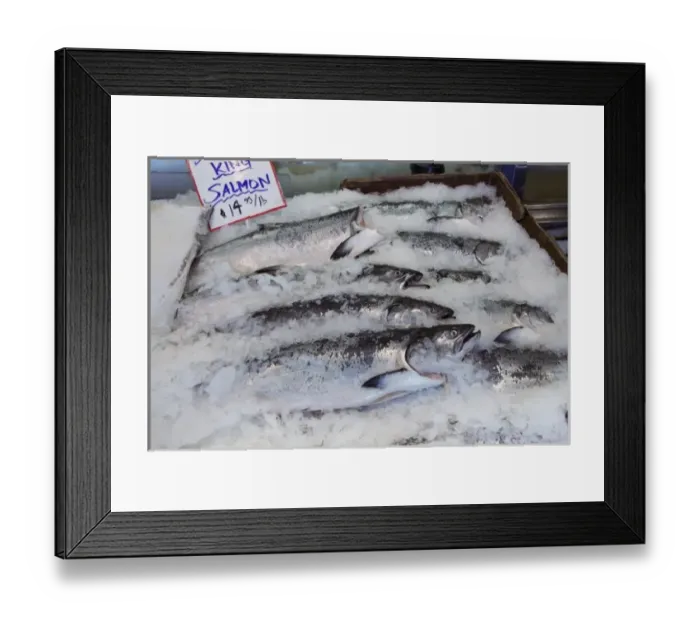 Framed Print : North America, USA, Washington, Seattle. King salmon on ice at the Pike Place Market Framed Print : North America, USA, Washington, Seattle. King salmon on ice at the Pike Place Market