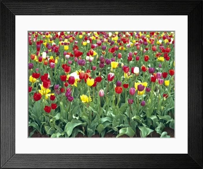 Framed Print : USA, Oregon, Willamette Valley. Spring visitors are treated to vibrant colors in