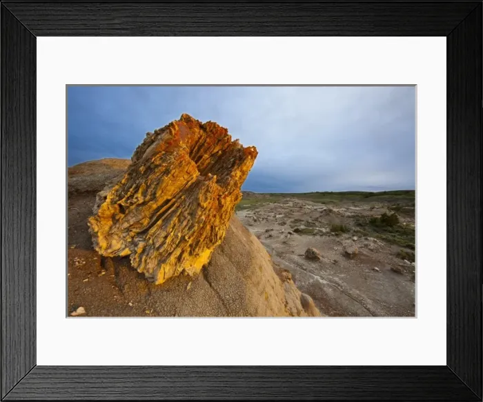 Framed Print : Petrified forest in golden light at Theodore Roosevelt National Park, North Dakota, USA Framed Print : Petrified forest in golden light at Theodore Roosevelt National Park, North Dakota, USA