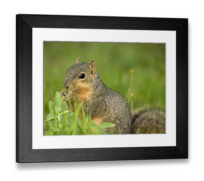 Framed Print : USA, North America, Texas