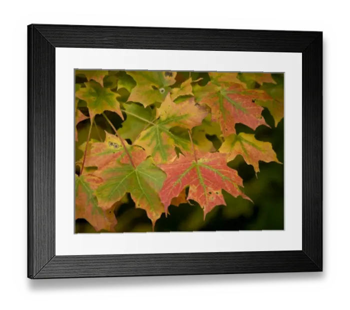 Framed Print : Shenandoah National Park, VA, early fall color in sugar maple Framed Print : Shenandoah National Park, VA, early fall color in sugar maple