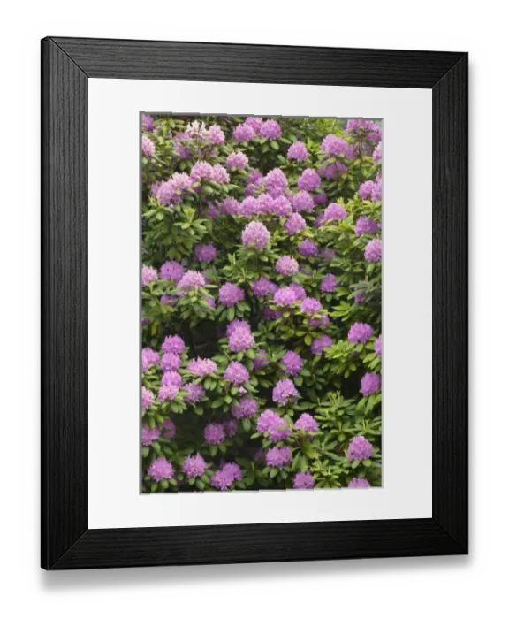 Framed Print : Rosebay rhododendron in bloom, Great Smoky Mountains National Park, Tennessee Framed Print : Rosebay rhododendron in bloom, Great Smoky Mountains National Park, Tennessee
