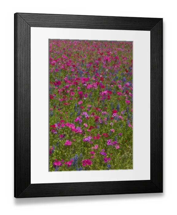 Framed Print : Phlox, Blue Bonnets and indian Paint Brush near Brenham Texas Framed Print : Phlox, Blue Bonnets and indian Paint Brush near Brenham Texas