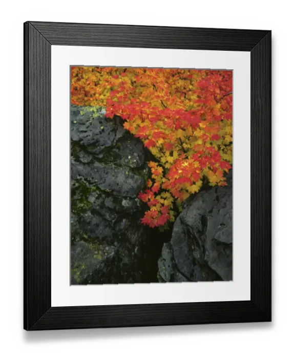 Framed Print : USA, Oregon, Mt. Hood National Forest. Wild vine maple trees grow between basalt boulders in Mt